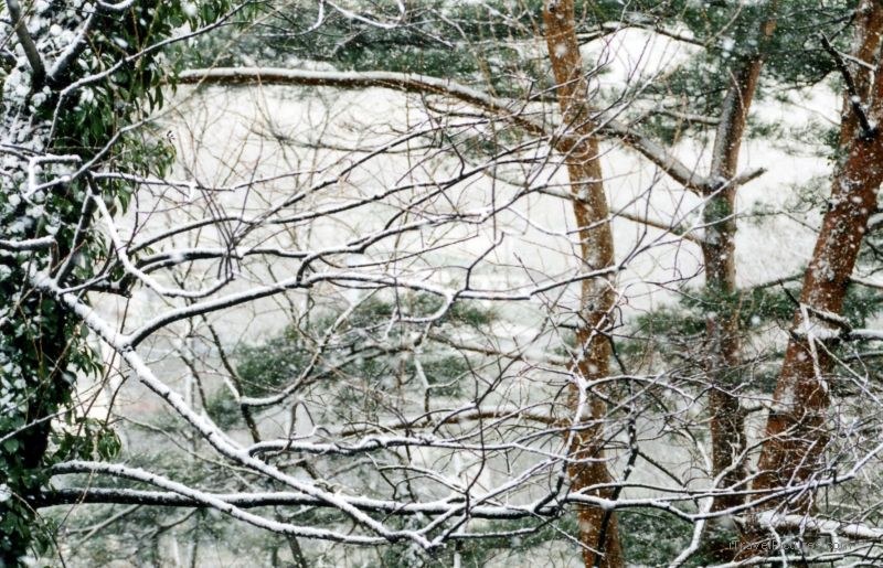 Minakami trees trees snow